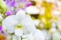 Colorful Orchid flower background, Elemnt of design,select focus Royalty Free Stock Photo