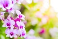 Colorful Orchid flower background, Elemnt of design,select focus.