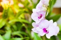 Colorful Orchid flower background, Elemnt of design,select focus. Royalty Free Stock Photo