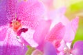 Colorful Orchid flower background, Elemnt of design,select focus. Royalty Free Stock Photo