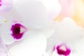 Colorful Orchid flower background, Elemnt of design,select focus. Royalty Free Stock Photo