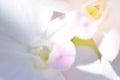 Colorful Orchid flower background, Elemnt of design,select focus. Royalty Free Stock Photo