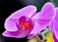 Colorful orchid flower