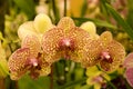 Colorful orchid flowers