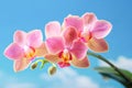 Colorful orchid flowers on blue background