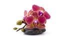 Colorful orchid and massage stone on white