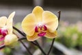 Colorful orchid over blurred background, orchid flower garden in Thailand Royalty Free Stock Photo