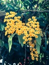 Colorful Orchid Species Yellow Dendrobium lindleyi flower: Filtered image:cross processed vintage effect. Royalty Free Stock Photo