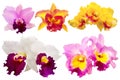 Colorful orchid on white background