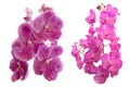 Colorful orchid on white background