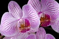 Colorful Orchids