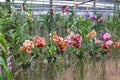 Colorful orchids blooming in basket at orchid farm, Thailand