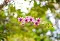 Colorful orchids dendrobium flowers branch hanging on tree nature outdoor background Royalty Free Stock Photo