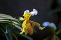 Colorful orchids flowers growing in botanical garden on Tenerife Royalty Free Stock Photo