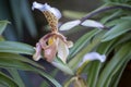 Colorful orchids flowers growing in botanical garden on Tenerife Royalty Free Stock Photo