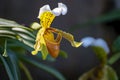 Colorful orchids flowers growing in botanical garden on Tenerife Royalty Free Stock Photo