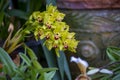 Colorful orchids flowers growing in botanical garden on Tenerife Royalty Free Stock Photo