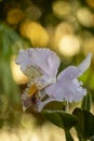 Colorful orchids flowers growing in botanical garden on Tenerife Royalty Free Stock Photo