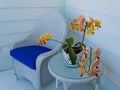 Colorful Orchids on the Front Porch Royalty Free Stock Photo