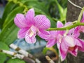 Colorful orchids. Royalty Free Stock Photo