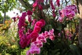 Colorful orchids in garden. Orchidaceae.