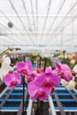 Colorful orchids in greenhouse Royalty Free Stock Photo