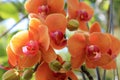 Colorful orchids hanging from a tree Royalty Free Stock Photo