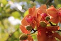 Colorful orchids hanging from a tree Royalty Free Stock Photo