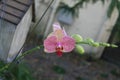 Colorful orchids hanging from a tree Royalty Free Stock Photo