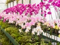 Colorful Orchids Royalty Free Stock Photo