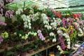 Colorful orchids. Tropical plants in a flower shop. Selling flowers. Greenhouse. Conservatory