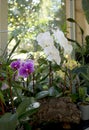 Colorful Orchids on the window of green house