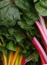 Colorful Organic Chard