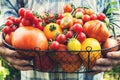 Colorful Organic Tomatoes in Farmers Hands. Fresh Organic Red Ye