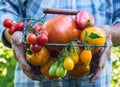 Colorful Organic Tomatoes in Farmers Hands. Fresh Organic Red Yellow Orange and Green Tomatoes of Different Kinds in Metal Basket
