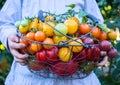 Colorful Organic Tomatoes in Little Girl Hands. Fresh Organic Red Yellow Orange and Green Tomatoes of Different Kinds in Basket