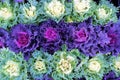 Colorful ornamental cabbages in winter Royalty Free Stock Photo