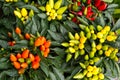 Colorful ornamental decorative peppers