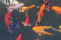 Colorful ornamental fish