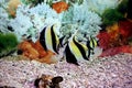 Ornamental and colorful aquarium fishes