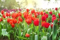 Colorful ornamental flowers multicolored tulip with water drops group natural patterns blooming in garden and sunrise in the