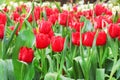 Colorful ornamental flowers red tulip with water drops group natural patterns blooming in garden for background Royalty Free Stock Photo