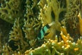 Colorful of ornamental marine fish. The white-tailed damselfish, humbug damselfish, Dascyllus aruanus, Pomacentridae family.