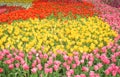 Colorful ornamental multicolored tulip flowers with water drops field natural patterns blooming for background pink , yellow Royalty Free Stock Photo