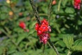 Colorful ornamental plant like Brazilian Tea or blue snake weed, flowering shrub Royalty Free Stock Photo