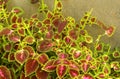 Colorful ornamental plants in the garden with cement wall.