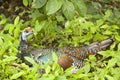 Colorful Oscellated Turkey Seated Amongst Green Weeds