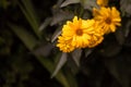 Macro of a yellow blooming false sunflower heliopsis sunflower in a field of flowers on a sunny day