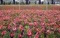 Colorful outdoor flower breeding base view