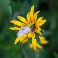 Macro of a cabbage white butterfly on a blooming yellow sullivant`s coneflower taken on a sunny bright